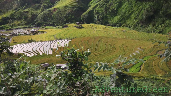 Rice terraces at the Ta Xua Village