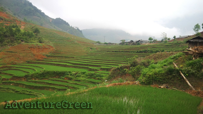 Rice terraces at Xa Ho, Tram Tau, Yen Bai