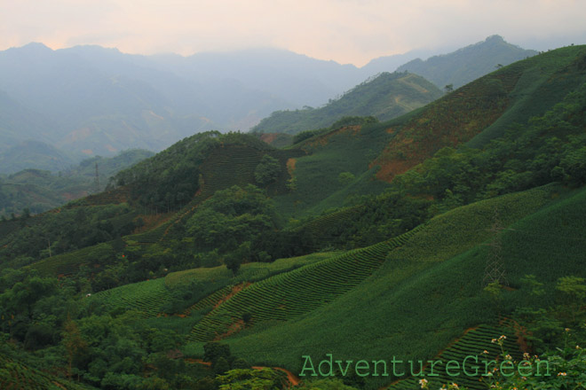 Scenic tea plantations on the hillsides at Deo Ach Pass, Van Chan, Yen Bai