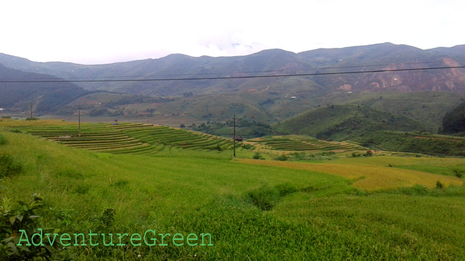 Rice fields at Nam Bung, Van Chan, Yen Bai