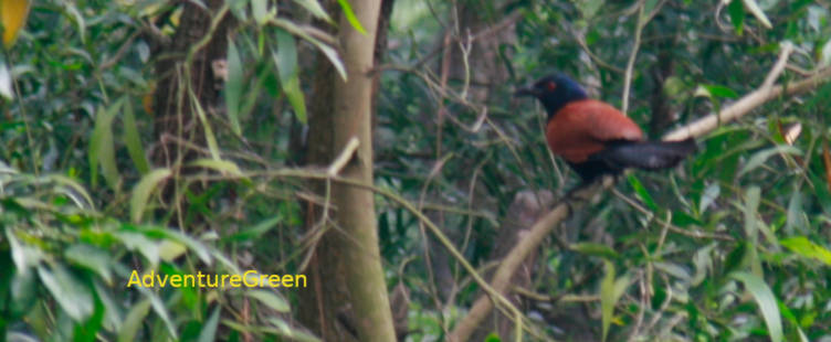 Bird Watching Tour at Bach Ma National Park - 3 Days