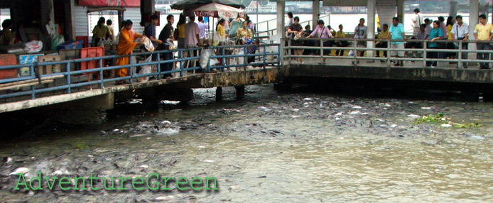 Feeding fish on the Chao Phraya River in Bangkok" title="Feeding fish on the Chao Phraya River in Bangkok