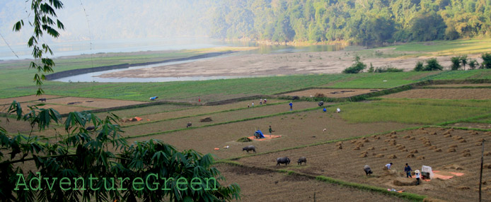 A rice field at Ba Be National Park