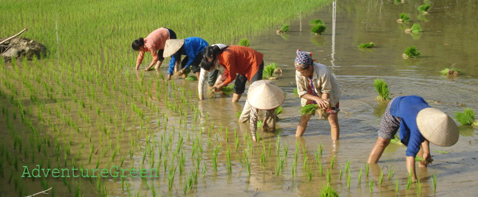Rice transplanting Rice transplanting