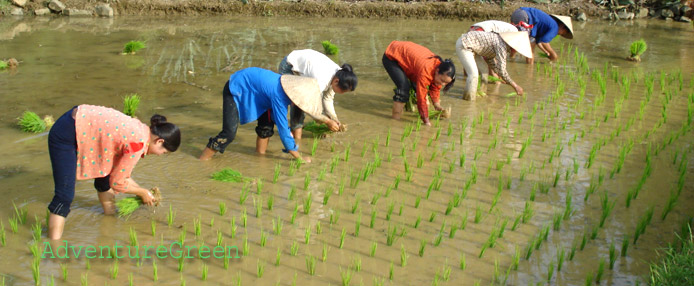 Rice transplanting at Cao Bang