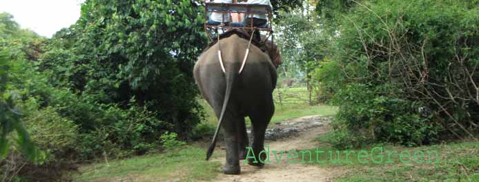 Birding at Yok Don National Park Vietnam