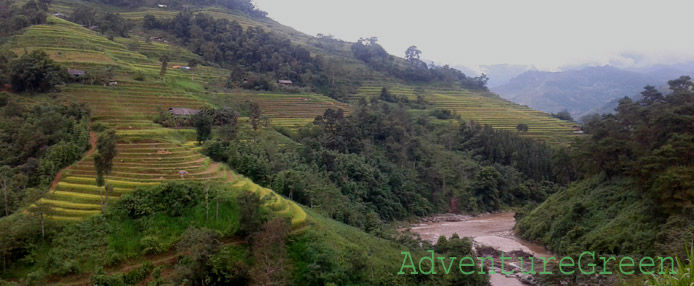 Mountainsides carved into golden rice terraces at Ho Thau, Ha Giang