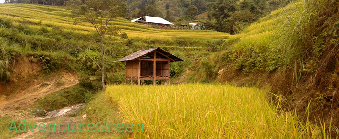 Golden rice terraces on a trek at Hoang Su Phi, Ha Giang