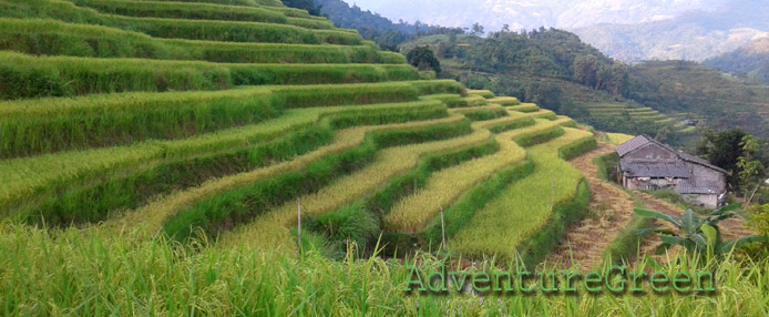 Golden rice terraces at Hoang Su Phi, Ha Giang