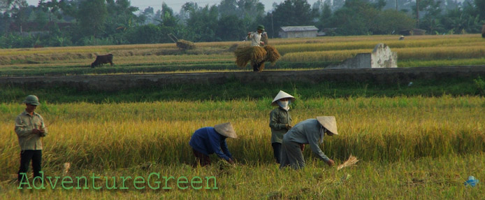 Harvesting rice in Ha Tay, northern Vietnam