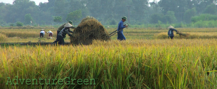 Harvesting rice in Ha Tay, Vietnam