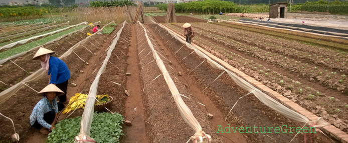 Vegetable farms outside of Hanoi