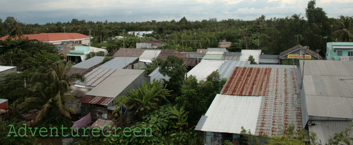 Coconut forests at Hau Giang