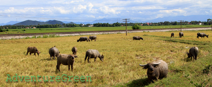 Water buffaloes in the countryside of Khanh Hoa Province