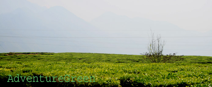 Scenic tea plantations at Tan Uyen