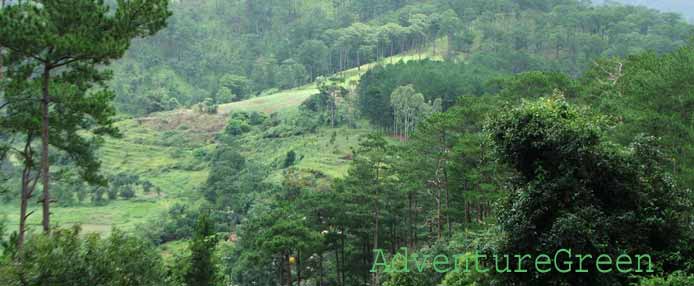 Travel Guide to Bird-Watching and Bird Species in Da Lat and Lam Dong