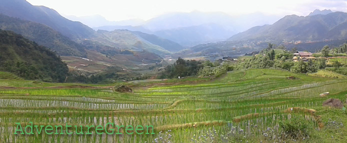 Green rice terraces at Den Sang, Bat Xat, Lao Cai