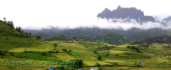 Golden rice and sublime mountains at Muong Hum, Bat Xat, Lao Cai