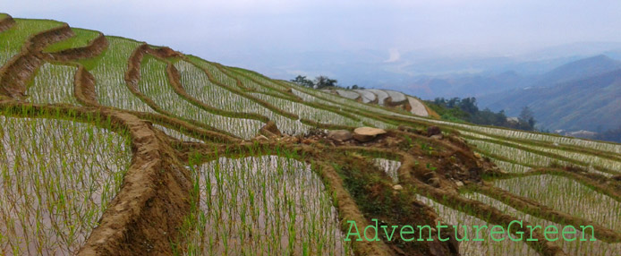 Green rice terraces at Trinh Tuong, Bat Xat, Lao Cai, Vietnam