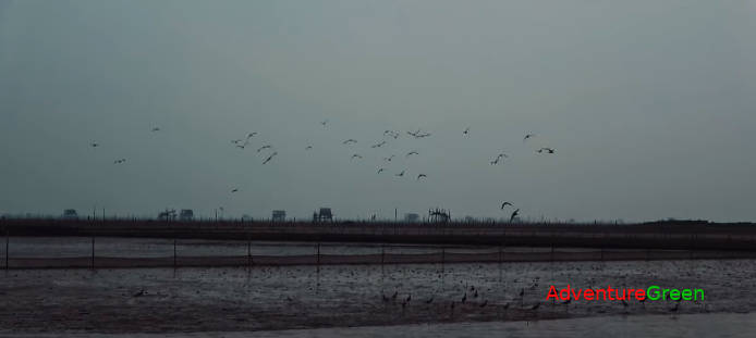 Birding Tour at Xuan Thuy National Park