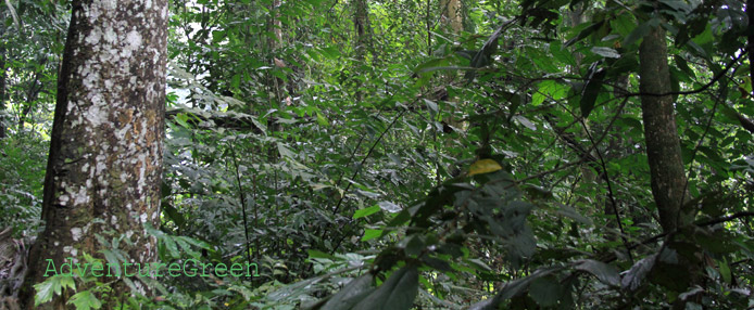 Ngoc Linh Nature Reserve, Kon Tum