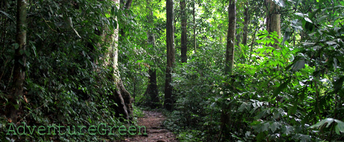 Cuc Phuong National Park, Ninh Binh, Vietnam Cuc Phuong National Park, Ninh Binh, Vietnam