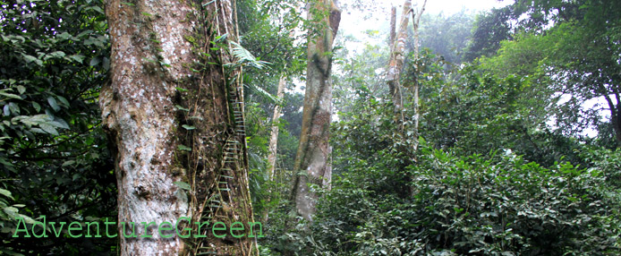 Birds of Cuc Phuong National Park