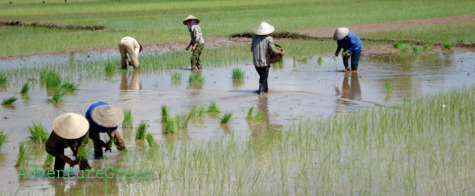 Rice transplanting at Ninh Binh
