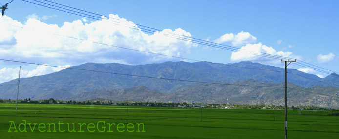 Gorgeous ricefields in the countryside of Ninh Thuan