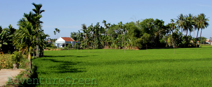 Green countryside of Quang Ngai with areca palm trees