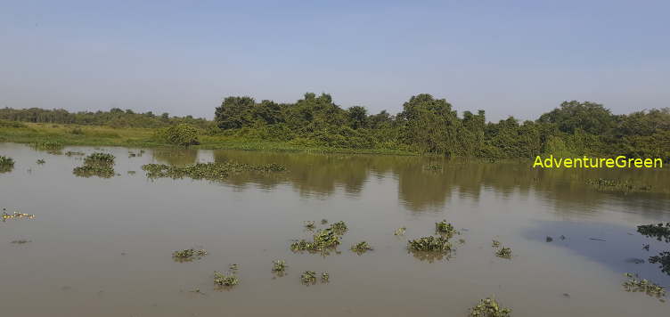 Birding by the Saigon River Vietnam