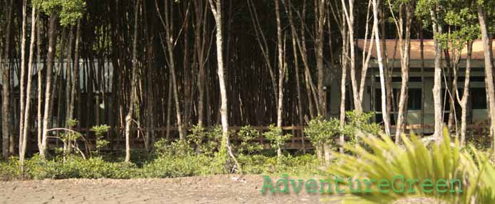 Can Gio Mangrove Biosphere Reserve, Saigon