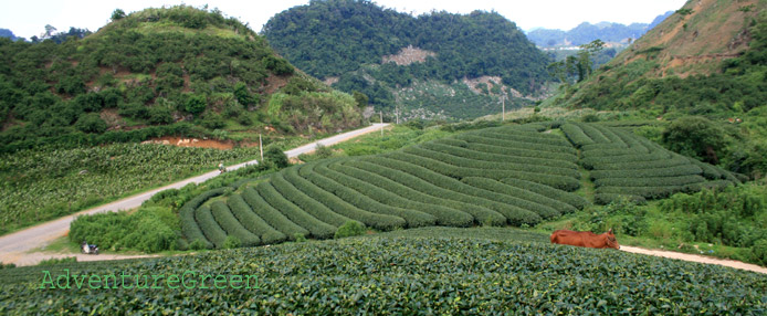 A lovely cycling path amid scenic tea plantations at Moc Chau