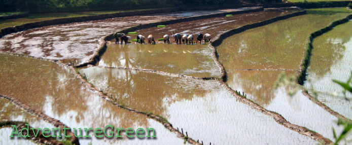 Rice transplanting at Son La