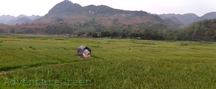 Garlic and onion fields at Yen Chau, Son La