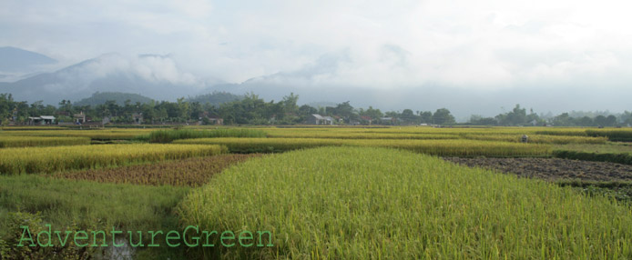 Peaceful countryside near Tam Dao, Vinh Phuc