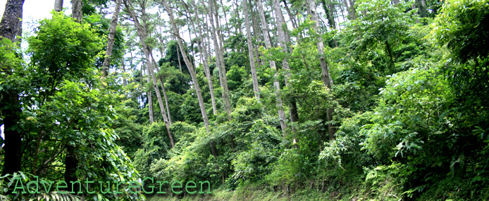 Forest at the entrance to Tam Dao National Park
