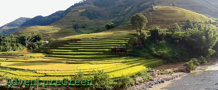 Golden rice terraces at Mu Cang Chai, Yen Bai