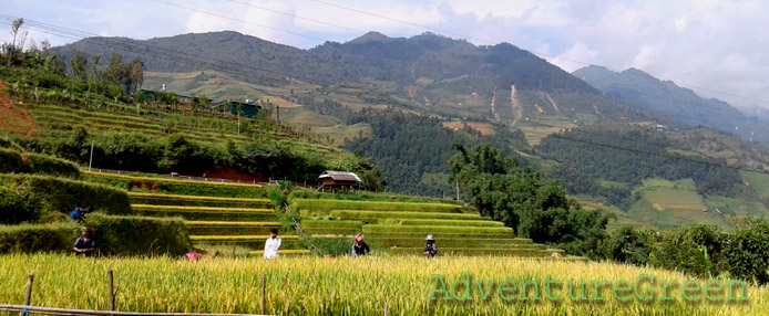 Harvesting rice at Mu Cang Chai, Yen Bai
