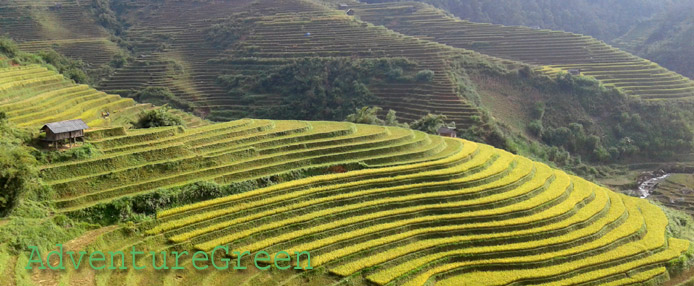 Golden rice terraces at Mu Cang Chai