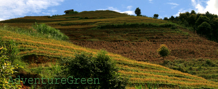 Stunning rice terraces at Mu Cang Chai, Yen Bai, Vietnam