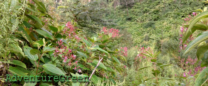 Wild flowers on the trek at Mu Cang Chai