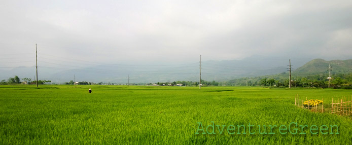 Rice fields at the Muong Lo Valley, Nghia Lo, Yen Bai