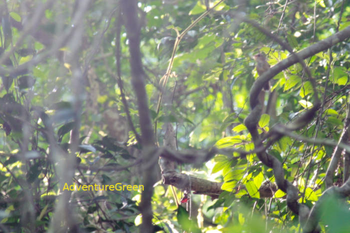 Buff-Breasted Babbler