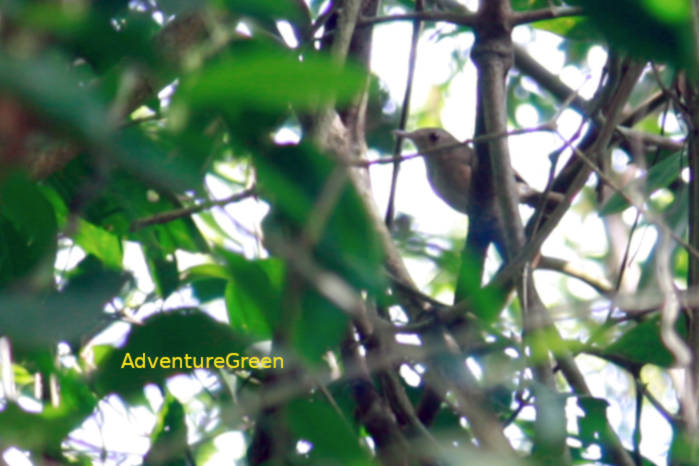 Buff-Breasted Babbler in Vietnam
