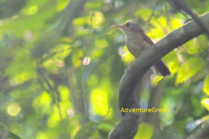 Buff-breasted babbler in Vietnam