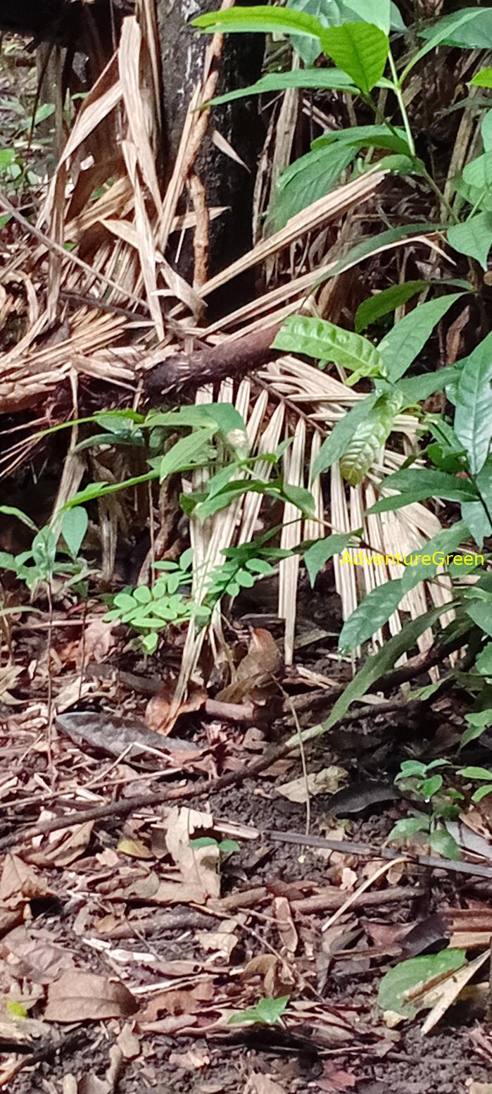 A puff-throated babbler at Cat Tien National Park, Vietnam