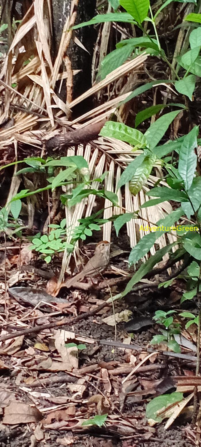 A puff-throated babbler at Cat Tien National Park, Vietnam