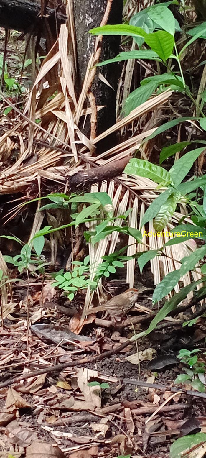 A puff-throated babbler at Cat Tien National Park, Vietnam