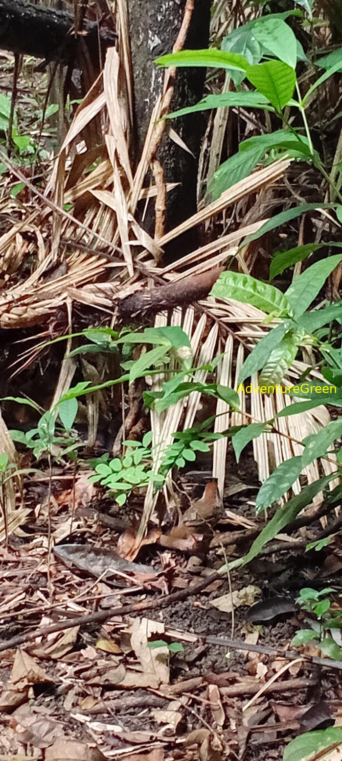 A puff-throated babbler at Cat Tien National Park, Vietnam
